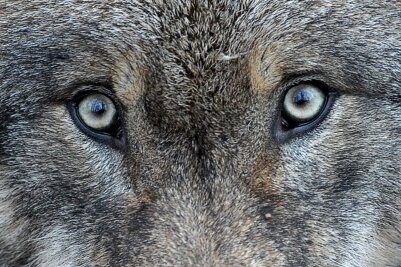 Jetzt ist es amtlich: Erstmals ein Wolf in der Region nachgewiesen - 
