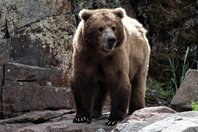 Jetzt wird es noch wilder: Fotograf nimmt in Lunzenau mit ins Grizzlyland - Das Bild eines Bären nahm Thomas Lange im Gebiet von Katmai in Alaska auf.