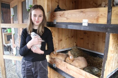 Jüngste Züchterin im Kaninchenzuchtverein Erdmannsdorf hat grad alle Hände voll zu tun - Anja Oswald hält eines ihrer „Farbenzwerge siamesenfarbig gelb" im Arm. Im Stall neben ihr sind zwei Jungtiere der Rasse "Sachsengold" zu sehen.