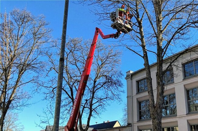 Junge Bäume an Goethestraße in Zschopau gefällt - Mitarbeiter des städtischen Bauhofs schneiden in etwa neun Metern Höhe Totholz aus den Bäumen an der Goethestraße in Zschopau. 