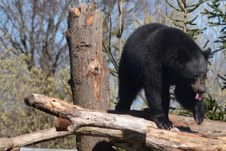 Junge Schwarzbären haben sich im Tiergarten gut eingelebt - Schwarzbär Martin turnt auf dem neuen Klettergerüst umher, während sein Bruder Björn in einer Ecke im Schatten döst. Seit November leben die Bärenbrüder in Falkenstein, gesehen hat sie kaum jemand.