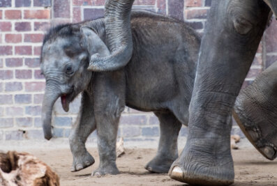 Junger Elefantenbulle Kiran im Leipziger Zoo verstorben - Elefantenbulle Kiran im Zoo Leipzig 