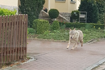 Junger Wolf in Crimmitschau gesichtet - Dieses Tier, mit großer Wahrscheinlichkeit ein junger Wolf, wurde am Ostermontag in Crimmitschau gesehen. 