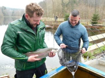 Jungunternehmer beleben Fischereibetrieb - Tino Fritzsch und Nico Post (links) beim Umsetzen einer Forelle. 