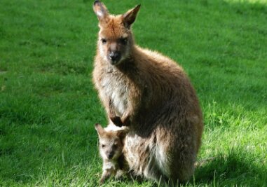 Känguru-Nachwuchs im Doppelpack - Das Junge von Bennett-Känguru-Dame Sydney im Tiergehege Hohenwendel schaut schon neugierig aus dem Beutel heraus. Für wenige Minuten verlässt es ihn auch mal komplett.