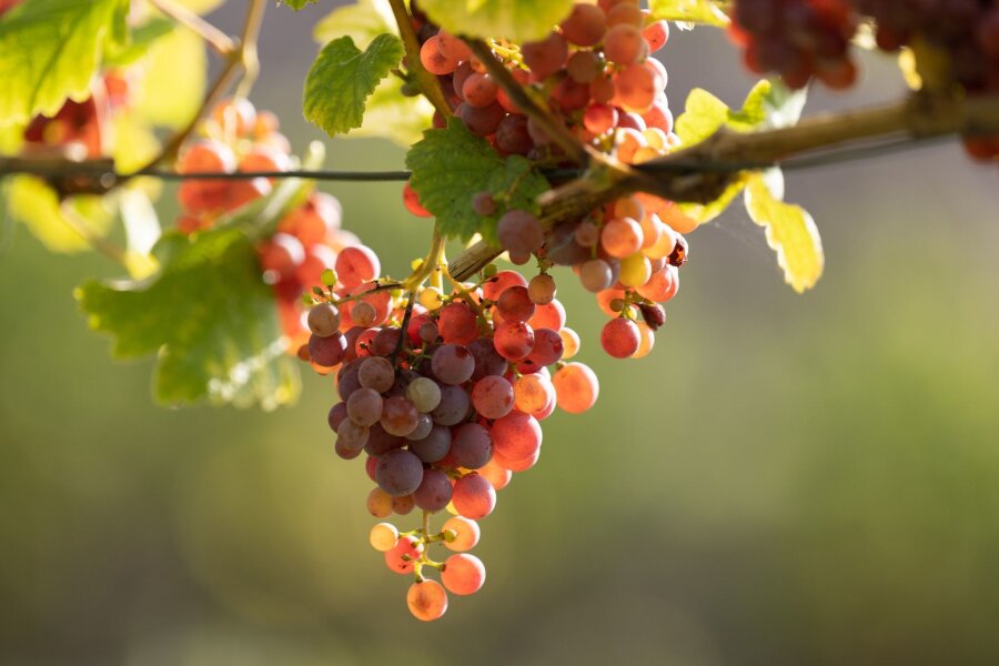 Kabinett beschließt Hilfen für Obst- und Weinbauern - Trauben einer Weißweinsorte hängen an einem Rebstock.