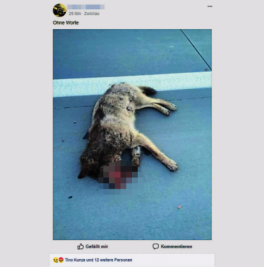 Kadaver wird in Berliner Institut untersucht - Dieses Foto, das bei Facebook veröffentlicht wurde, soll am Donnerstagmorgen auf der A 72 aufgenommen worden sein. Es soll einen toten Wolf zeigen, sagen Nutzer der Seite.