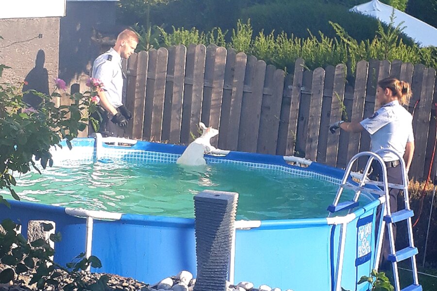 Känguru büxt aus und landet in Swimmingpool - Der Fluchtversuch des Kängurus endete im Pool.