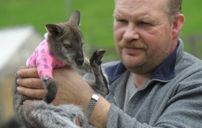 Känguru-Mädchen ist ein Junge - "Ersatzmutter" Axel Markert mit dem kleinen Känguru, das zurzeit wegen eines gebrochenen rechten Oberarms einen Verband tragen muss.