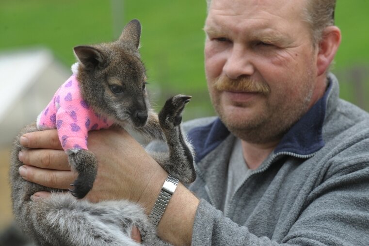 Känguru-Mädchen ist ein Junge - "Ersatzmutter" Axel Markert mit dem kleinen Känguru, das zurzeit wegen eines gebrochenen rechten Oberarms einen Verband tragen muss.