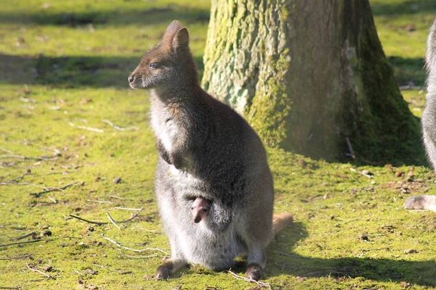 Känguru-Nachwuchs im Tierpark Chemnitz - Vor allem, wenn die Sonne scheint, lugt das Jungtier aus dem Beutel der Bennettkänguru-Mutter.