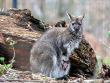 Kängurus: Baby entzückt Gäste im Tierpark - Etwas Geduld ist nötig, um das Känguru mit seinem Nachwuchs vor die Linse zu bekommen. 