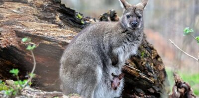 Kängurus: Baby entzückt Tierpark-Gäste - Etwas Geduld ist nötig, um das Känguru mit seinem Nachwuchs vor die Linse zu bekommen. 