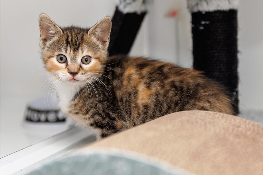 Die kleine Rosa ist zu früh von ihrer Katzenmutter und den Geschwistern getrennt worden. Für sie sucht das Team des Tierheims "Neu-Amerika" nun ein neues Zuhause mit einer verständnisvollen Familie und anderen Katzen.