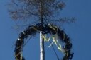 Kahler Maibaum ist im Juli alles andere - nur kein Schmuckstück - Maibaum in Zschopau: ein verdorrtes, zerzaustes Bäumchen auf einem grauen Mast.