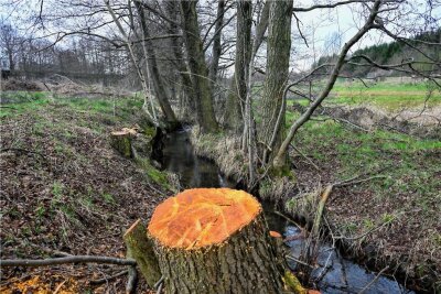 Kahlschlag an der A 72: Anwohner und Naturschützer kritisieren Aktion - Für den Bau eines Teiches am Mühlbach nahe der Autobahn 72 sind Bäume gefällt worden. Anwohner nennen dies Kahlschlag. 