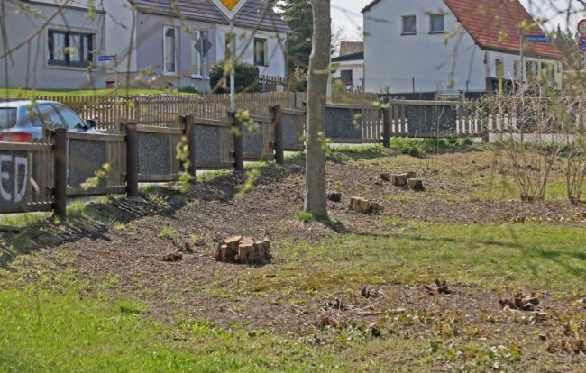 Die dicken Äste der Haselnussbüsche auf dem Spielplatz in der Vogelsiedlung auf der Seite zum Lerchenweg sind von Mitarbeitern des Garten- und Friedhofsamtes knapp über dem Erdboden abgesägt worden. 