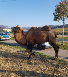 Kamel steht am Straßenrand - Nicht alltäglicher Anblick: Ein Kamel stand am Montag auf einem Parkplatz in Freiburg.