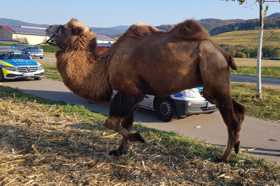 Kamel steht am Straßenrand - Nicht alltäglicher Anblick: Ein Kamel stand am Montag auf einem Parkplatz in Freiburg.
