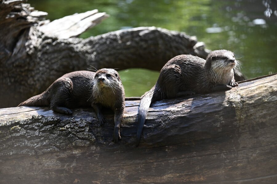 Kampf gegen Speckrollen: Auch Otter brauchen Sport - So sitzt es sich gemütlich - Otter brauchen allerdins viel Bewegung.