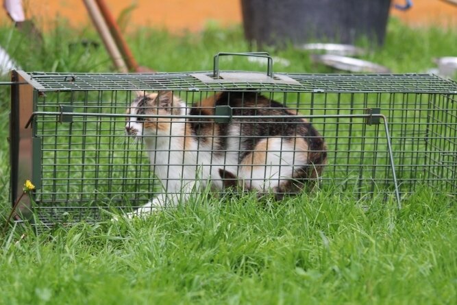 Kandelhof nimmt Katzenkolonie auf - Im oberen Vogtland wurde eine Kolonie mit 26 verwilderte Hauskatzen entdeckt. Die Tiere wurden mithilfe von Lebendfallen eingefangen und im Tierheim Kandelhof untergebracht. 