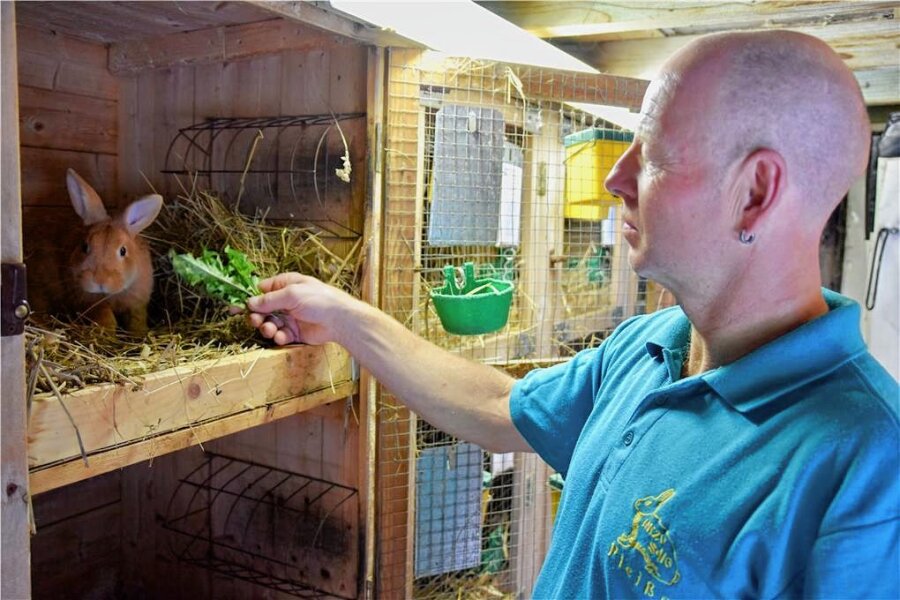 Kaninchenverein feiert: Pleißaer zeigen 120 Kaninchen - Vereinsmitglied Matthias Heidrich beim Füttern eines Kleinsilbers gelb.
