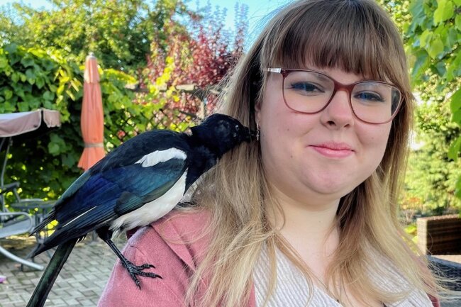 Karl heißt eigentlich Erni: Günhainer Elster wohnt bei Nachbarin - Luisa Friedrich mit ihrem Zögling, der sich zu einer erwachsenen Elster gemausert hat und die glitzernden Ohrringe liebt. Foto: Beate Kindt-Matuschek