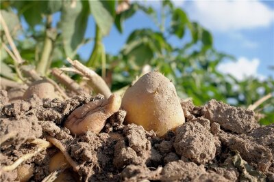 Kartoffelzoff: CDU-Mann Hösl springt Vogtlandbauern bei - Die Kartoffel ist in Norddeutschland zur Giftpflanze des Jahres erklärt worden - vor allem wegen ihres Solaningehalts in grünen Pflanzenteilen. Kartoffelbauern im Vogtland erzürnt das. Politiker der Region springen ihnen nun bei. 