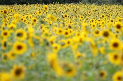 Kasse des Vertrauens von Blumenfeld gestohlen - In Plauen haben Unbekannte eine Kasse entwendet, die an einem Feld mit Blumen für Selbstpflücker befestigt gewesen war - unter anderem Sonnenblumen (Symbolfoto). Die Polizei sucht Zeugen. 