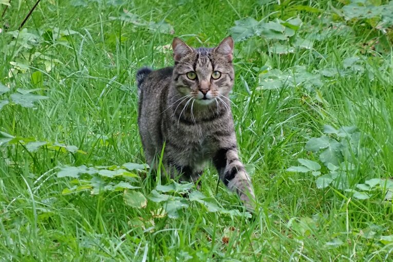 Katze durch Schussverletzung in Falkenstein gestorben - 