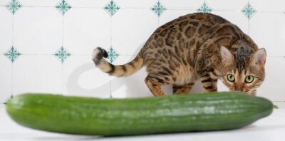 Katzen, die vor Gurken flüchten - Angst vor fremden Dingen.
