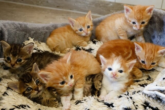 Die sieben bunten Geschwister gehören zu den insgesamt 30 Katzen, die derzeit im Tierheim Langenberg versorgt werden.