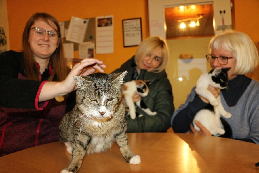 Katzenhilfe-Verein in Weischlitz fordert Kastrationspflicht für Katzen - Josefine Zinke mit dem Senior-Kater Jacky, Antje Haubold und Christine Krause (von links) mit den Katzenmädchen Lotte und Lara, die beide zu vermitteln sind.