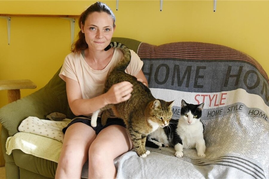 Katzenpensionen in Chemnitz: Wenn die Haustiere nicht mit in den Urlaub können - Susan Schneider betreut in der Tierpension Ebersdorf bis zu 70 Katzen.