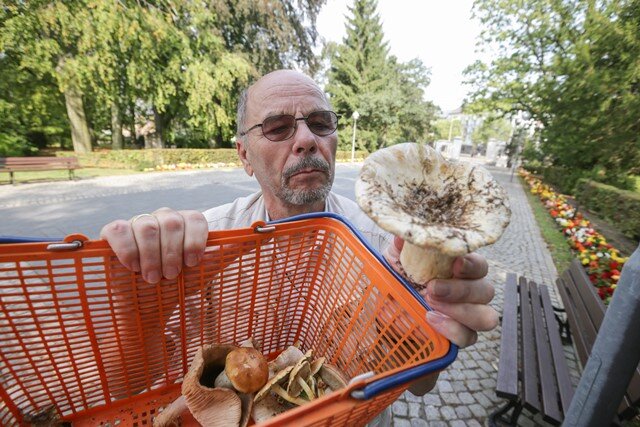 Kaum noch Pilze in Chemnitzer Wäldern - Magere Ausbeute: Pilzsammler Wolfgang Lißner zeigt die nach dreistündiger Suche gefundenen Exemplare. In der Ausstellung am Wochenende gibt es aber mehr von den Waldfrüchten zu sehen.