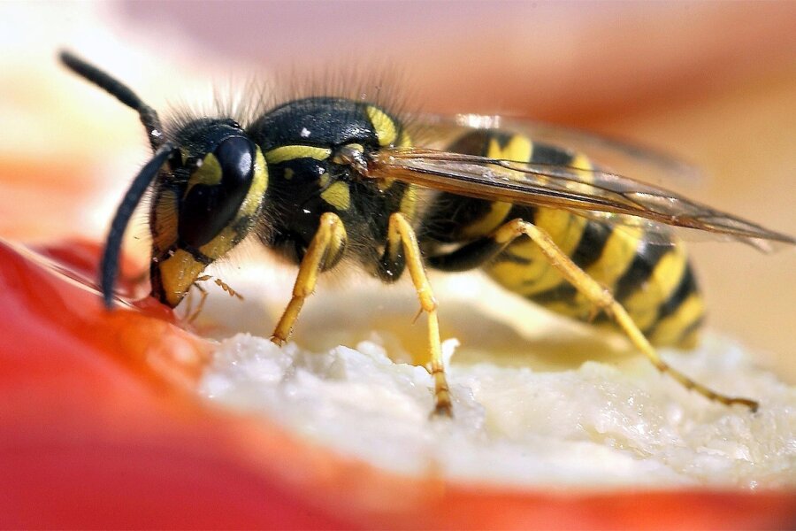 Kaum Wespen: Warum die Quälgeister dieses Jahr nicht aufs Erzgebirge fliegen - Mehr als Süßes mögen Wespen herzhaftes Essen, denn sie sind Fleischfresser.