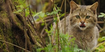 Kein Miezekätzchen - Selten und gefährdet: die Europäische Wildkatze.