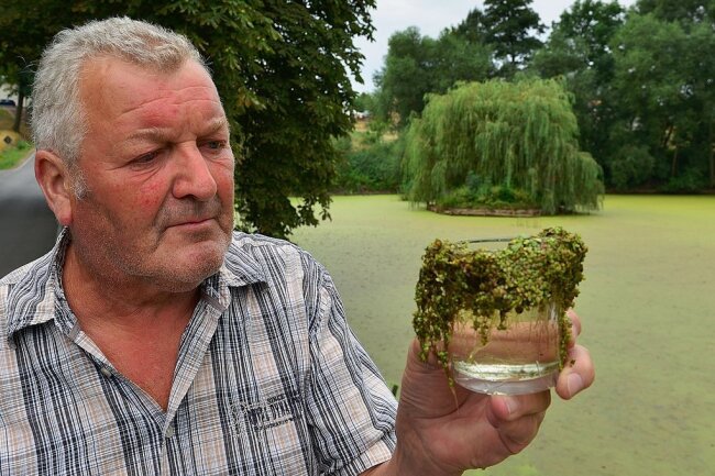 Dieter Knoth vom Angelsportverein Hainichen schaut sich an einem der Teiche in Arnsdorf das Problem an: Die Wasserprobe im Glas zeigt eine dicke Schicht Wasserlinsen, die man auch als Entengrütze kennt. 