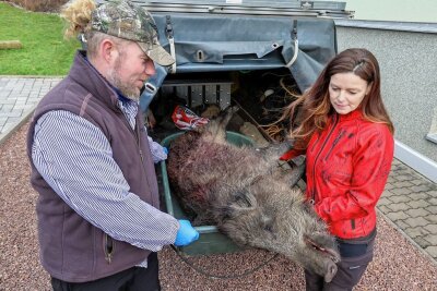 Kein Schulstoff: Künftige Jägerin zieht Reh Fell über die Ohren - Von einem Jagdfreund aus Lunzenau hat Marko Pfeiffer dieses 60 Kilogramm schwere Wildschwein zur weiteren Verarbeitung bekommen.