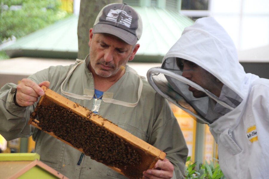"Kein Unterschied für Bienen": Imkern in New York - Imker Andrew Coté (l.) checkt gemeinsam mit einem Helfer die Bienenstöcke im New Yorker Bryant Park. Imkern in New York wird immer beliebter.