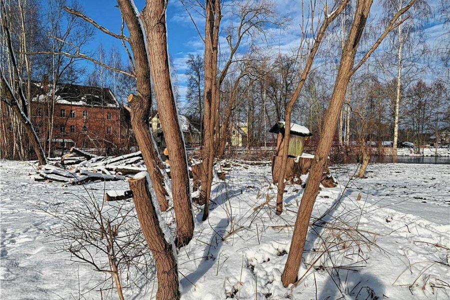 Keine Spur zu Mülsener Baumkillern - Gefällte Bäume am Hammerteich. Auf einem der Baumstümpfe steht kein Grabstein, wohl aber ein Vogelhaus. 