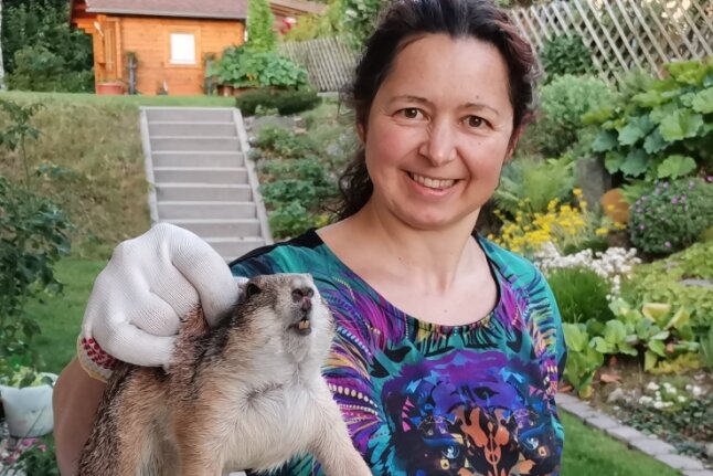 "Keinohrhase" auf der Flucht: Wenn ein Präriehund im Garten sitzt - Tina Feist konnte den Ausreißer trickreich dingfest machen. 