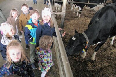 Kinder aus Lastau schließen Bekanntschaft im Kuhstall - Die Kinder der Lastauer Kita "Löwenzahn" sind begeistert, Kühen einmal derart nahekommen zu können. 