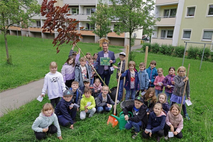 Kindertagsgeschenk: Karl-May-Grundschule Hohenstein-Ernstthal bekommt einen Spitzahorn - Schüler aller Klassen der Karl-May-Grundschule haben am Freitagvormittag einen Spitzarhorn gepflanzt.