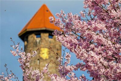 Kirschblüte verzaubert Auerbach - Die Kirschblüten scheinen den Auerbacher Schlossturm zu überwuchern.