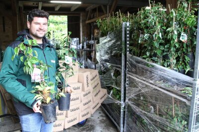 Kiwibeerenpflanzen aus Niederwiesa gehen in die ganze Welt - Von Niederwiesa aus verschickt Richard Hamann die Kiwibeerenpflanzen europa- und weltweit.