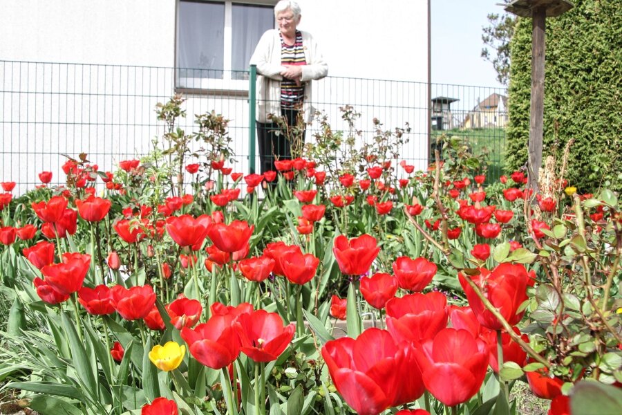 Klein-Holland in Schellenberg bei Augustusburg: So schön blüht es im Frühling - Margitta Winkler freut sich über die volle Blütenpracht in ihrem Garten in Schellenberg.