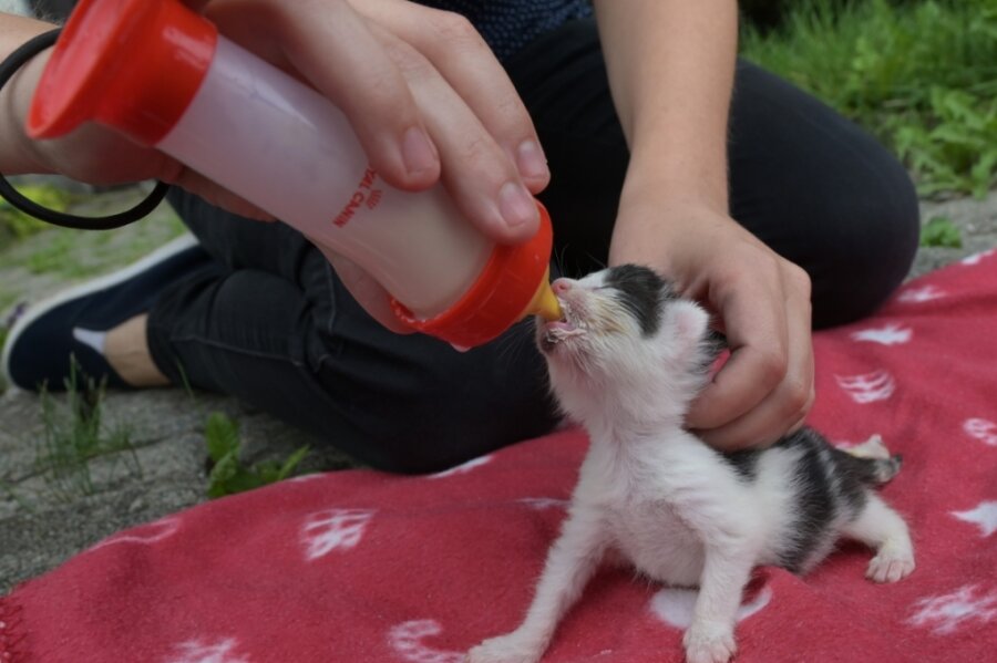 Kleine Streuner werden aufgepäppelt - Eines der erst wenige Tage alten Katzenbabys. Sie würden ohne ihre Mutter verhungern. Vereinsmitglieder ziehen sie daher mit der Flasche groß. 