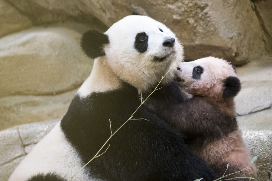 Kleiner Panda in Frankreich zeigt sich erstmals öffentlich - Der kleinen Panda Yuan Meng herzt der seine Mutter, Huan Huan.