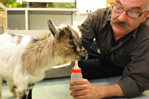 Ziegenbock Günther und Tierparkchef Peter Heinrich